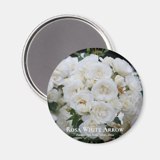 Rosa White Arrow Magneet (Voorkant / Achterkant)