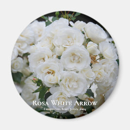 Rosa White Arrow Magneet