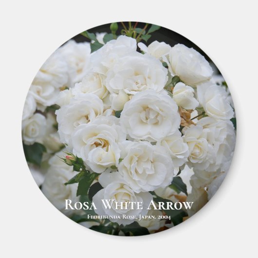 Rosa White Arrow Magneet (Voorkant)