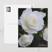 Rosa White Arrow:Postcard Briefkaart (Voorkant / Achterkant)
