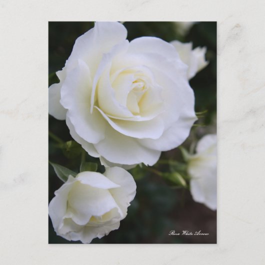 Rosa White Arrow:Postcard Briefkaart (Voorkant)