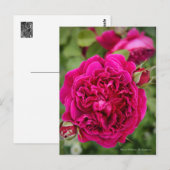 Rosa William Shakespeare (Briefkaart) Briefkaart (Voorkant / Achterkant)