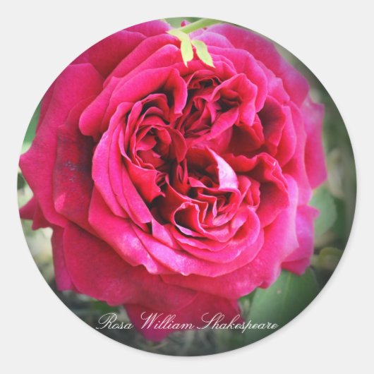 Rosa William Shakespeare Ronde Sticker (Voorkant)