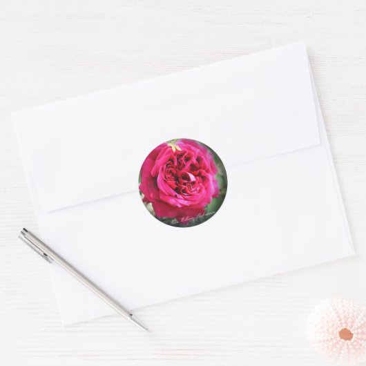 Rosa William Shakespeare Ronde Sticker (Envelop)