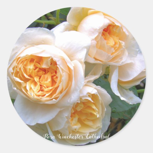 Rosa Winchester Cathedral ラウンドシール Ronde Sticker (Voorkant)