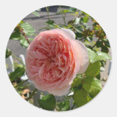 Rosa x centifolia (Koolroos) sticker (Voorkant)
