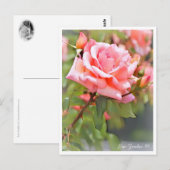 Rosa Zambra '93 Briefkaart (Voorkant / Achterkant)