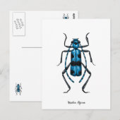 Rosalia Alpina kever Briefkaart (Voorkant / Achterkant)
