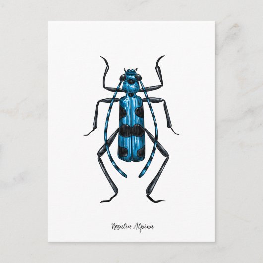 Rosalia Alpina kever Briefkaart (Voorkant)