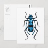 Rosalia Alpina kever Briefkaart (Voorkant / Achterkant)