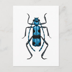 Rosalia Alpina kever Briefkaart