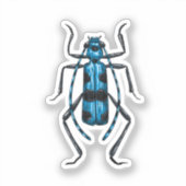 Rosalia Alpina kever Sticker (Voorkant)