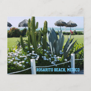 Rosarito Beach, Mexico (Cactussen) Briefkaart
