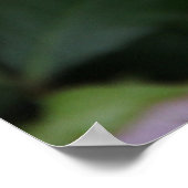 RosaRose Poster (Hoek)