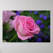 RosaRose Poster (Voorkant)