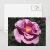 Rosas Moradas 3 Briefkaart (Voorkant / Achterkant)