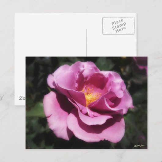 Rosas Moradas 3 Briefkaart (Voorkant / Achterkant)