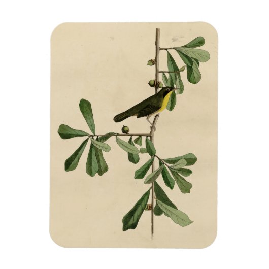 Roscoe's gele keel, Amerikaanse vogels Magneet (Verticaal)