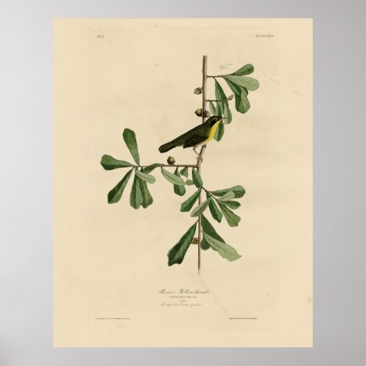 Roscoe's gele keel, Amerikaanse vogels Poster (Voorkant)