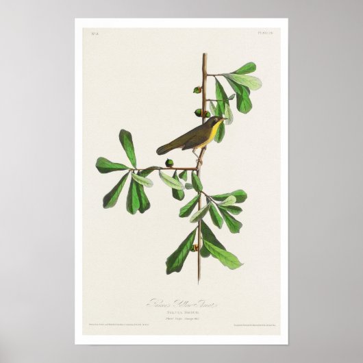 Roscoe's gele keel door Poster van Audubon (Voorkant)