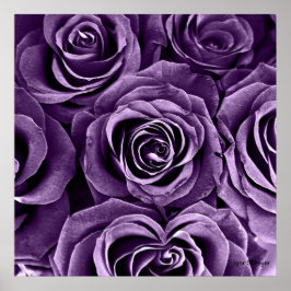 Rose Bouquet in Paars Poster