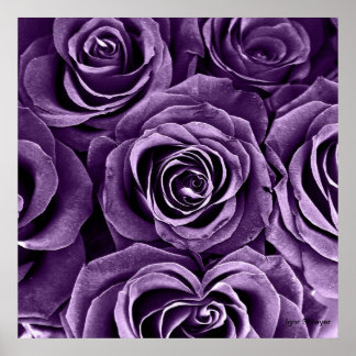 Rose Bouquet in Paars Poster