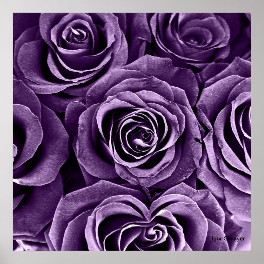 Rose Bouquet in Paars Poster (Voorkant)