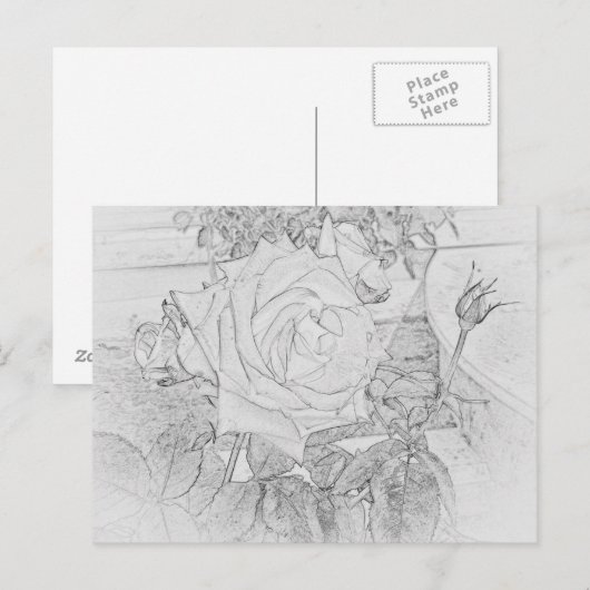 Rose Coloring Sheet Postcard Briefkaart (Voorkant / Achterkant)