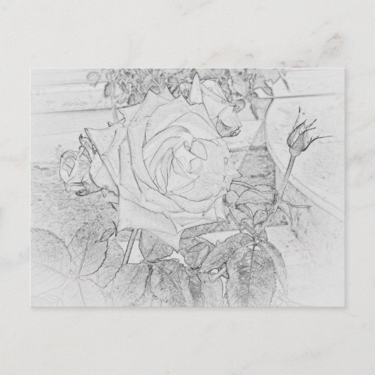 Rose Coloring Sheet Postcard Briefkaart (Voorkant)
