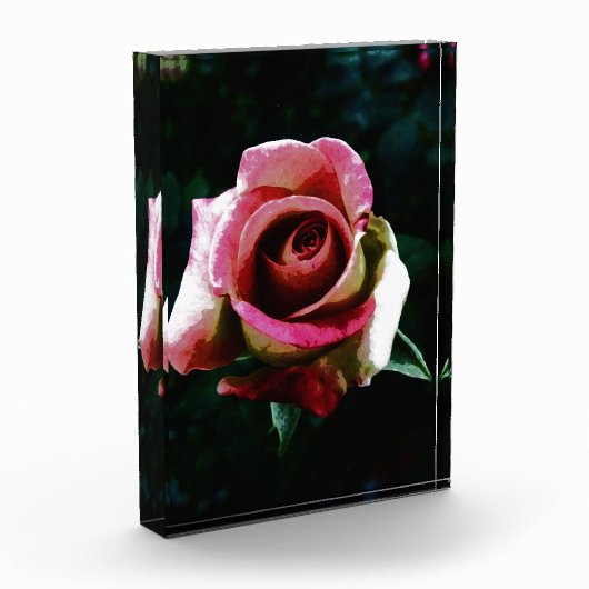 rose fotoblokken (Links)