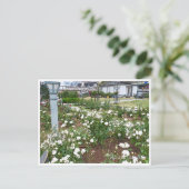 Rose Garden Briefkaart (Staand voorkant)