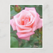 Rose Garden Briefkaart (Voorkant)