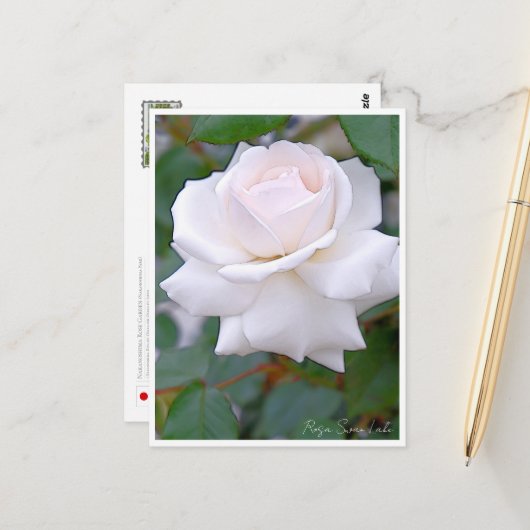 Rose Garden Briefkaart (Voorkant / Achterkant in situ)