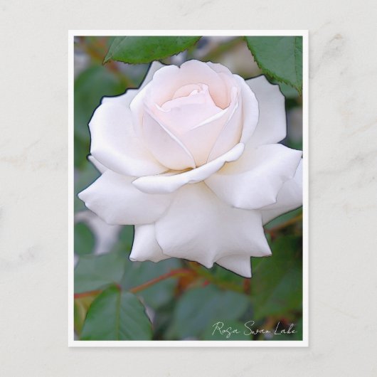 Rose Garden Briefkaart (Voorkant)