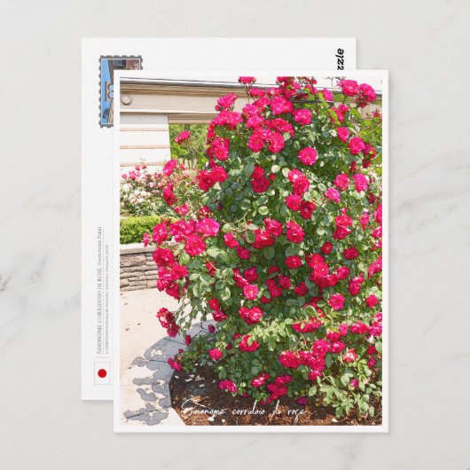 Rose Garden Briefkaart (Voorkant / Achterkant)