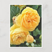 Rose Garden Briefkaart (Voorkant)