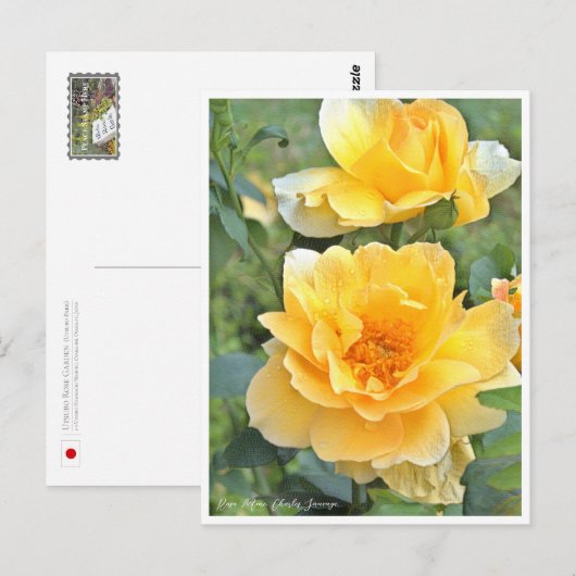 Rose Garden Briefkaart (Voorkant / Achterkant)