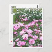 Rose Garden Briefkaart (Voorkant / Achterkant)