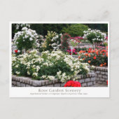Rose Garden Scenery Briefkaart (Voorkant)