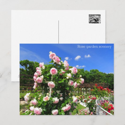 Rose garden scenery：Postcard Briefkaart (Voorkant / Achterkant)