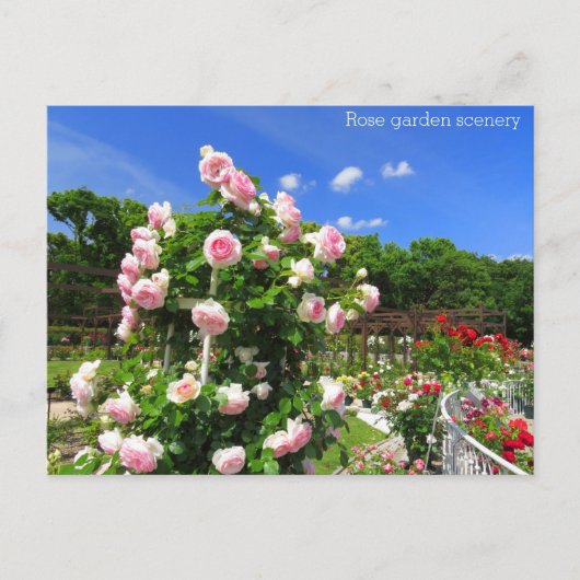 Rose garden scenery：Postcard Briefkaart (Voorkant)