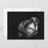 Rose in Black and White Postcards Briefkaart (Voorkant / Achterkant)