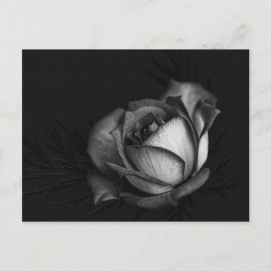 Rose in Black and White Postcards Briefkaart (Voorkant)