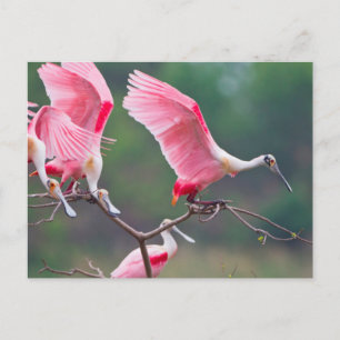 Rosé Lepels (Ajaia Ajaja) Landen Briefkaart