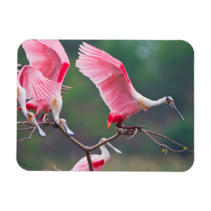 Rosé Lepels (Ajaia Ajaja) Landen Magneet
