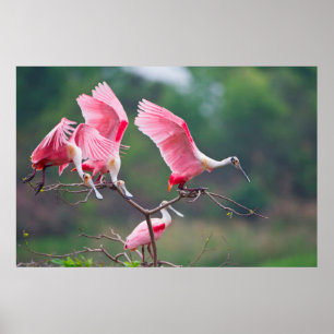 Rosé Lepels (Ajaia Ajaja) Landen Poster
