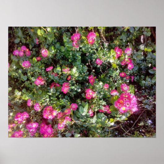 Rose Love Poster (Voorkant)