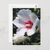 Rose of Sharon ポストカード Briefkaart (Voorkant / Achterkant)
