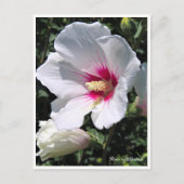 Rose of Sharon ポストカード Briefkaart (Voorkant)