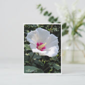 Rose of Sharon Briefkaart (Staand voorkant)